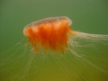   Burning Jelly  